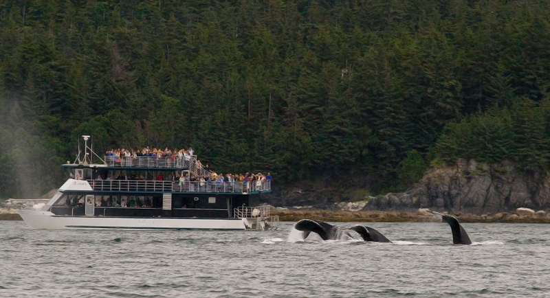 Whale watching boat 1 800.jpg