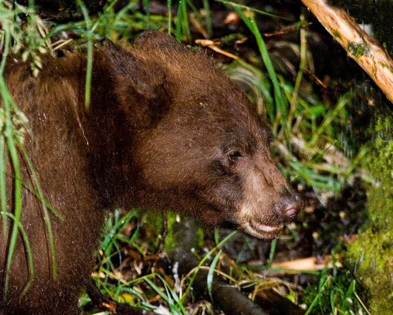 Cub 800.jpg