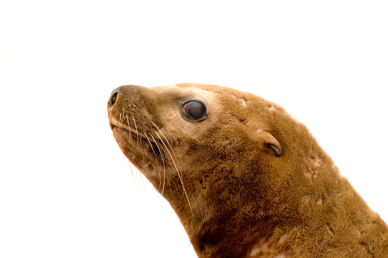 sea lion August 21