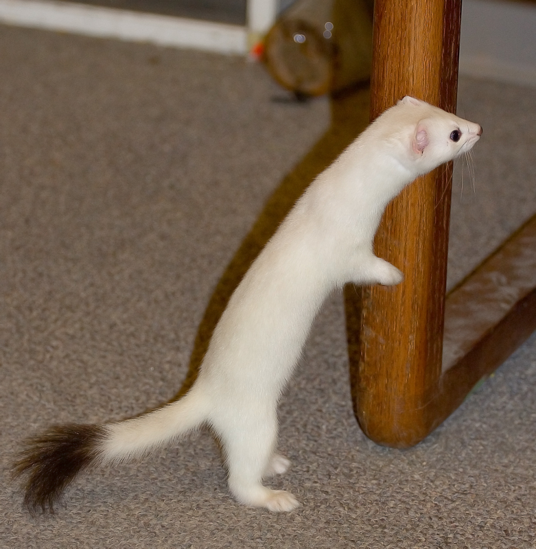 Hermin the ermine_December 12