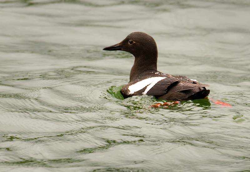 pigeon guillemont