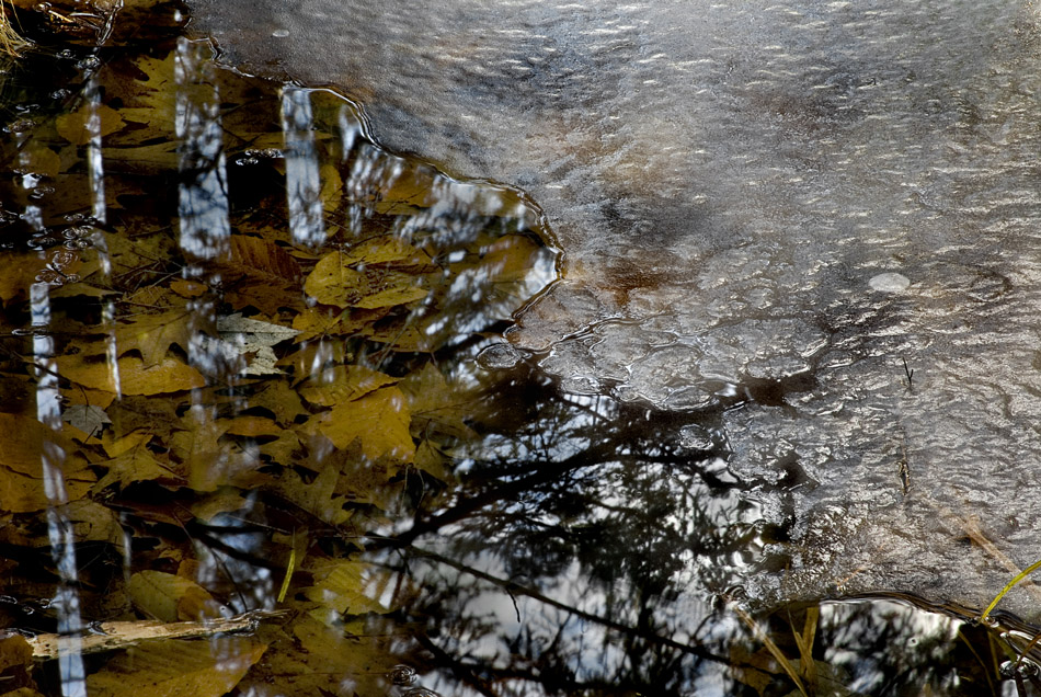 Ice, Leaves and Reflections