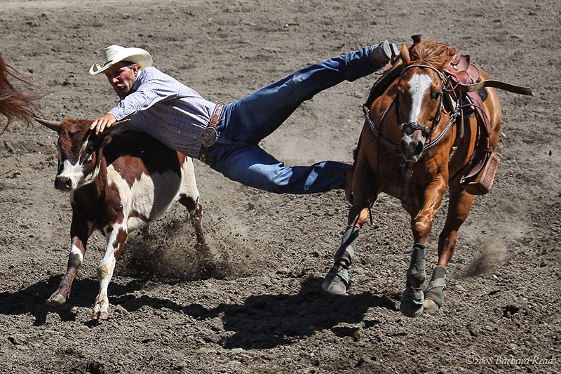 Steer Wrestling