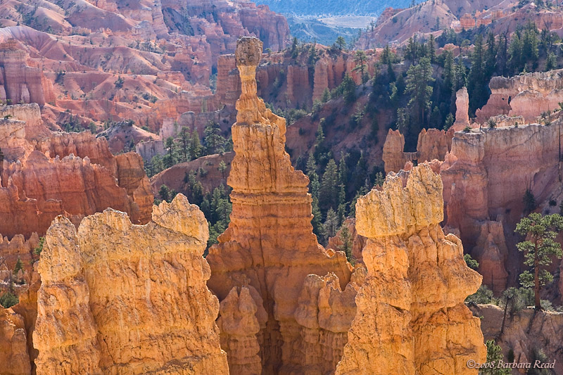 Bryce Canyon Hoodoos