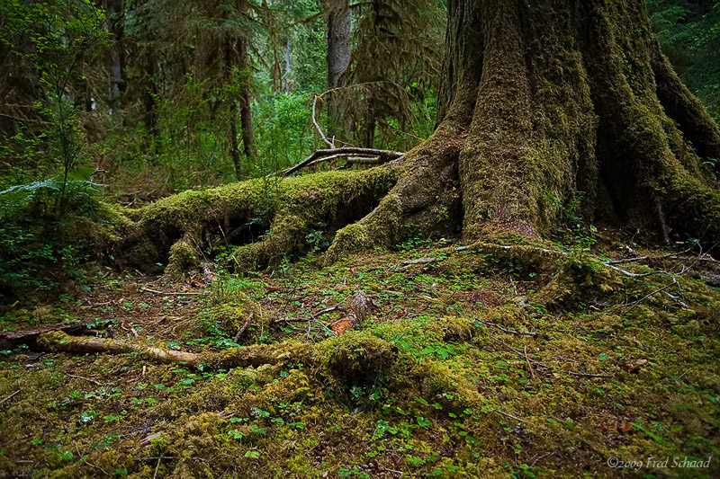 Hoh Rain Forest