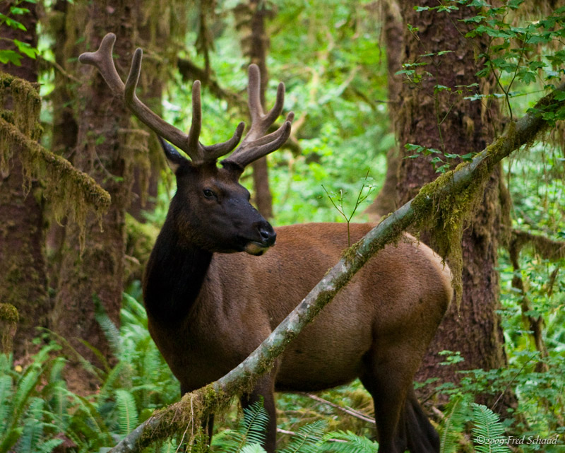 Rain Forest Elk
