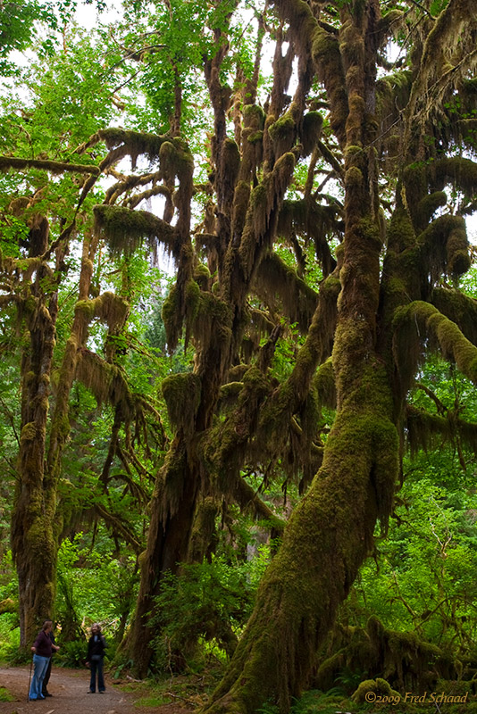 Hall of Mosses
