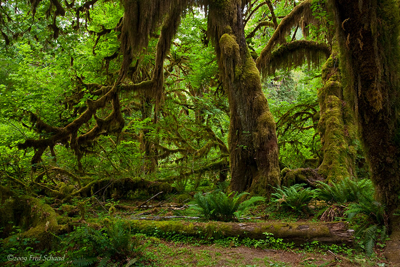 Along the Hall of Mosses Trail