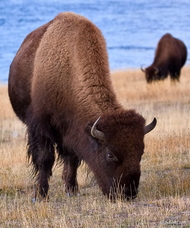 Grazing Bison