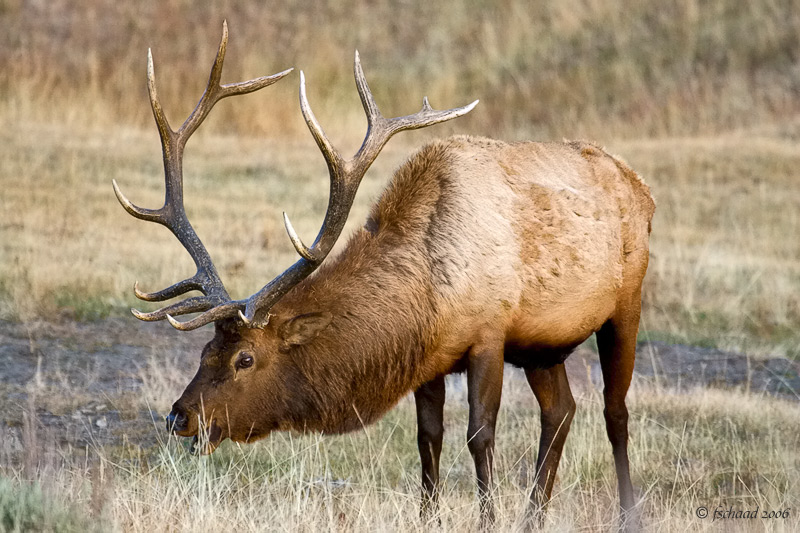 Roosevelt Elk (cervus canadensis roosevelti)