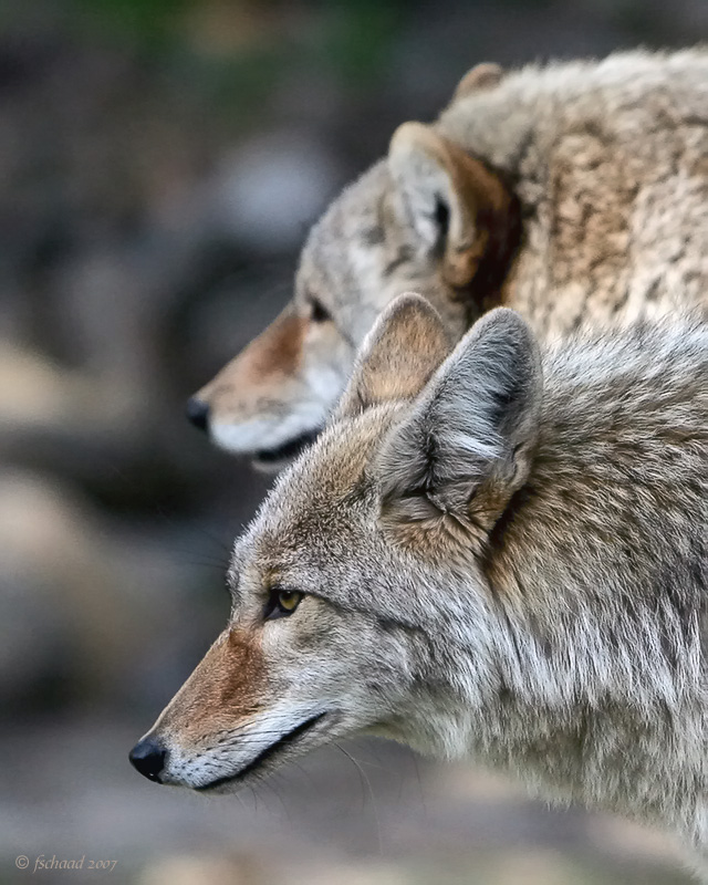 No-so-Wily-e Coyotes