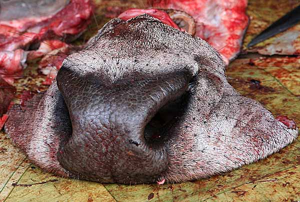 In the market: a cows nose.