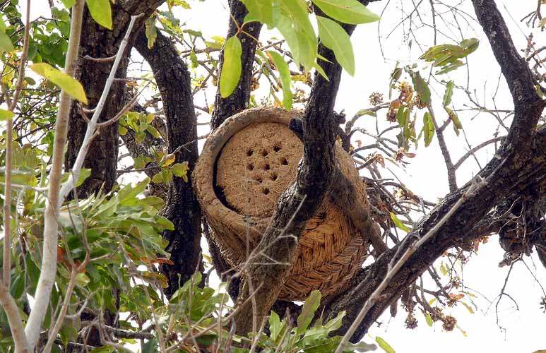Traditional beehive in Burkina Faso