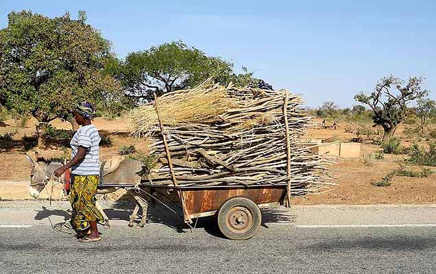 Donkey cart carrying firewood, Burkina Faso