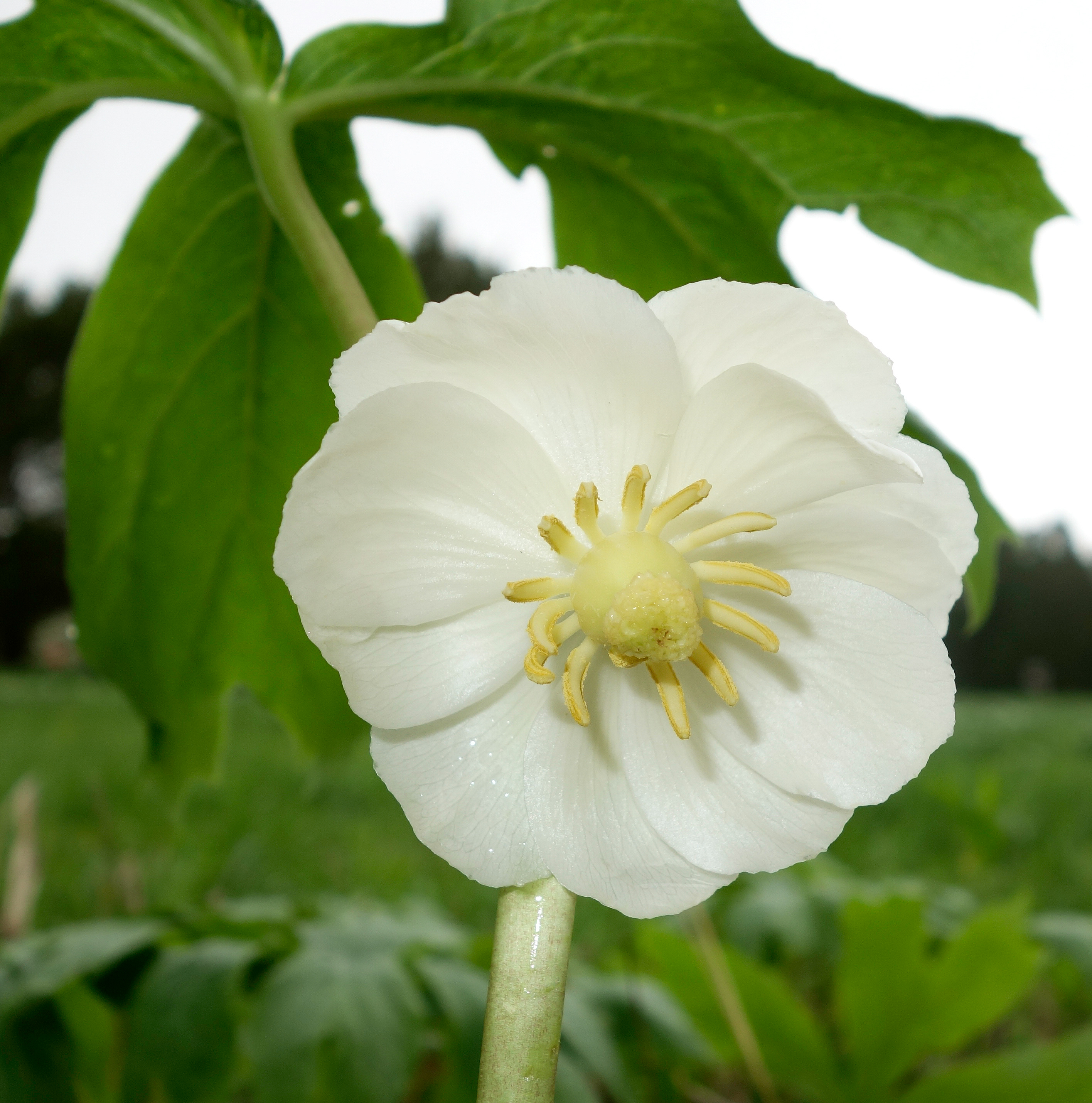 Mayapple