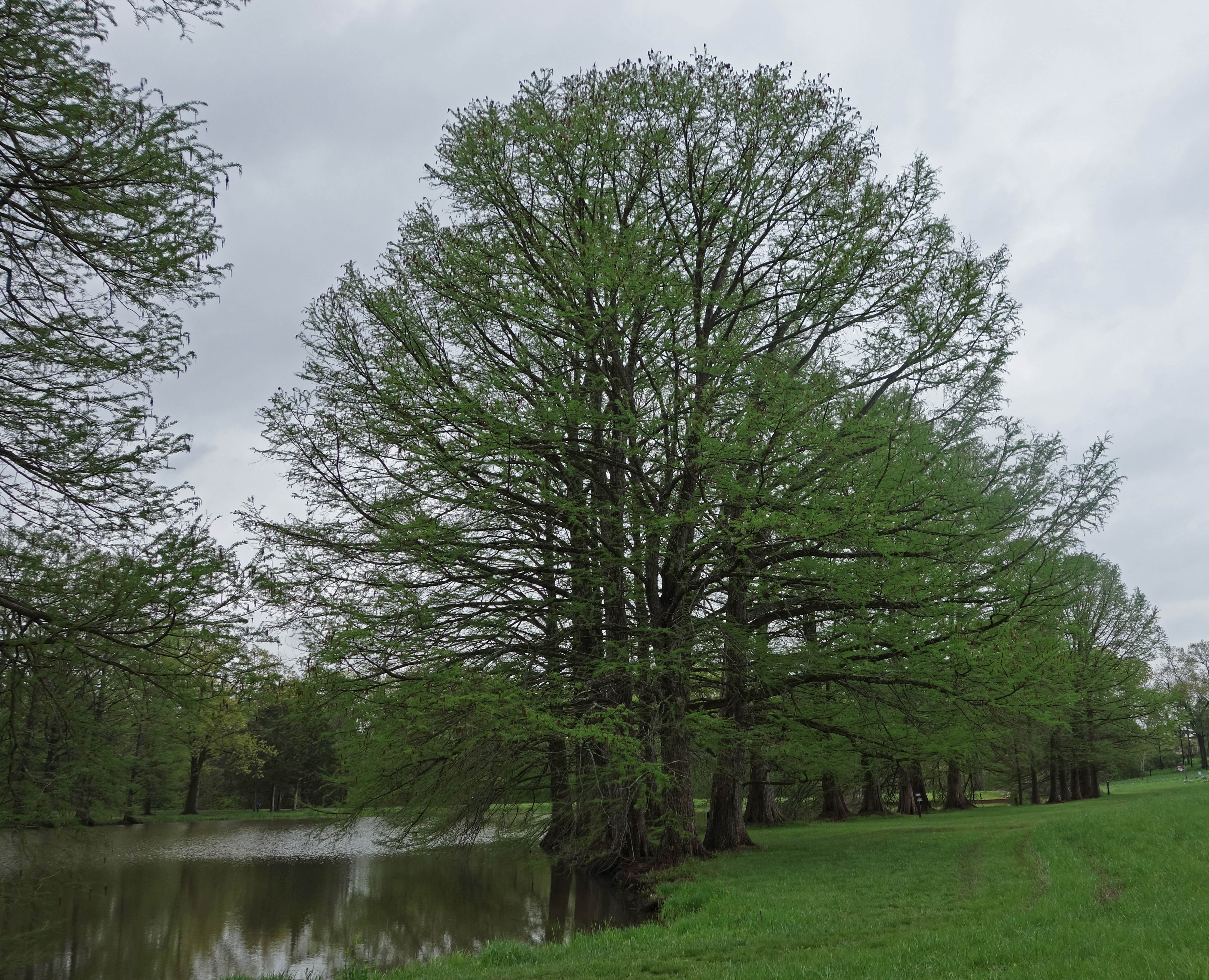 Bald Cypress