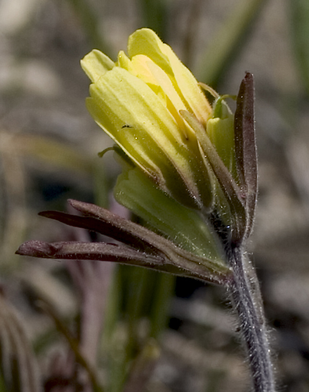 Yellow Indian Paintbrush