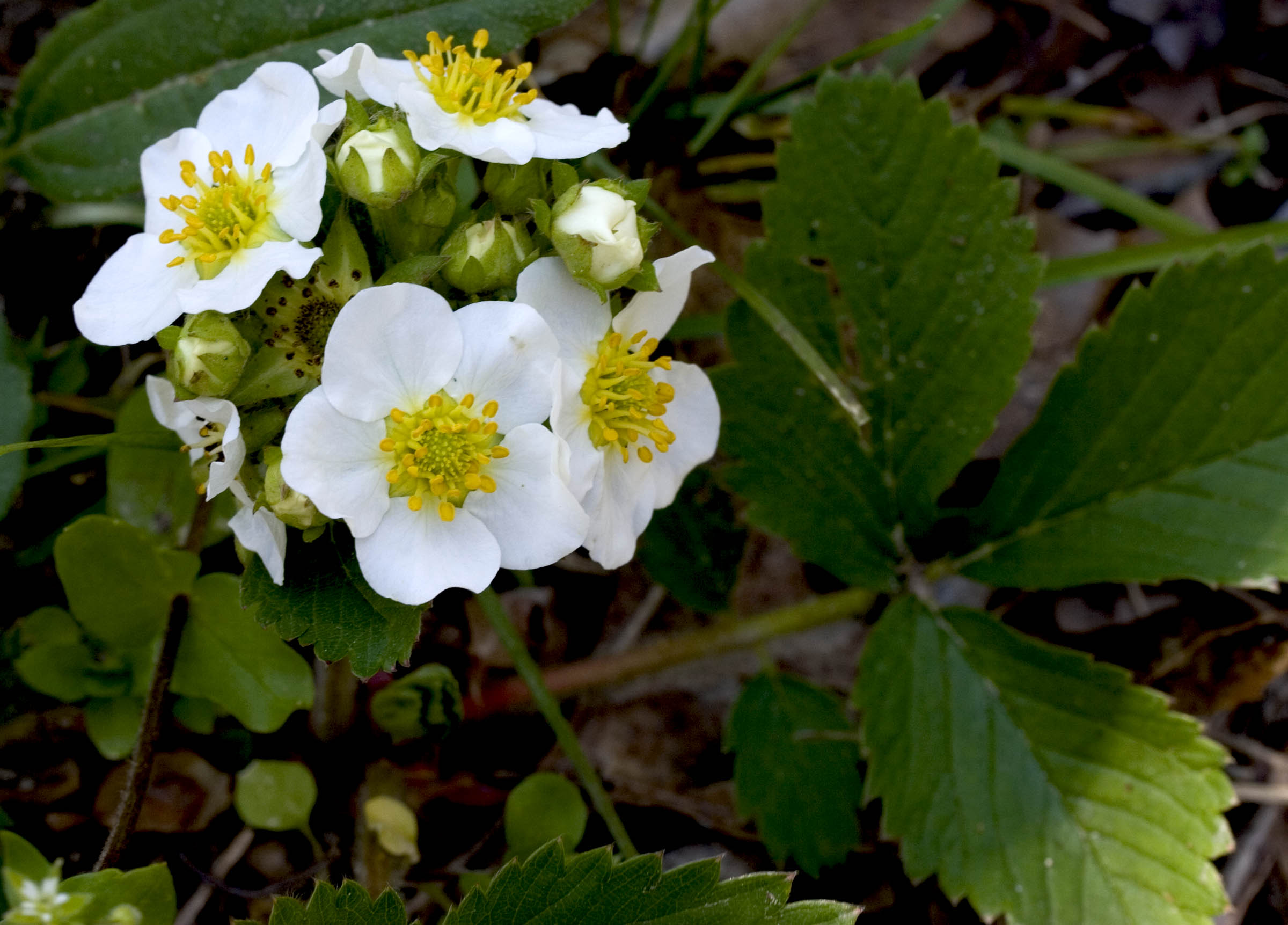 Wild Strawberry