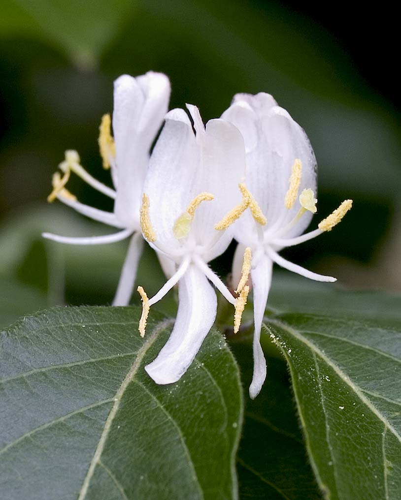 Amur Honeysuckle