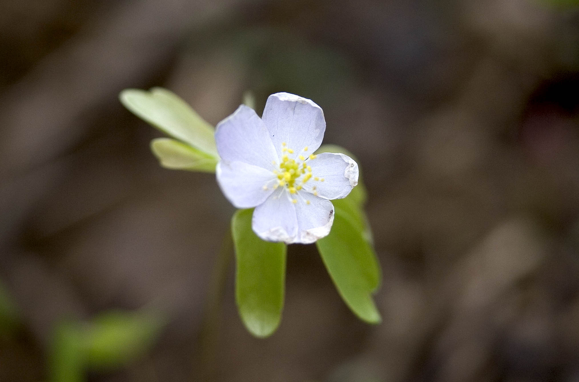 Rue Anemone