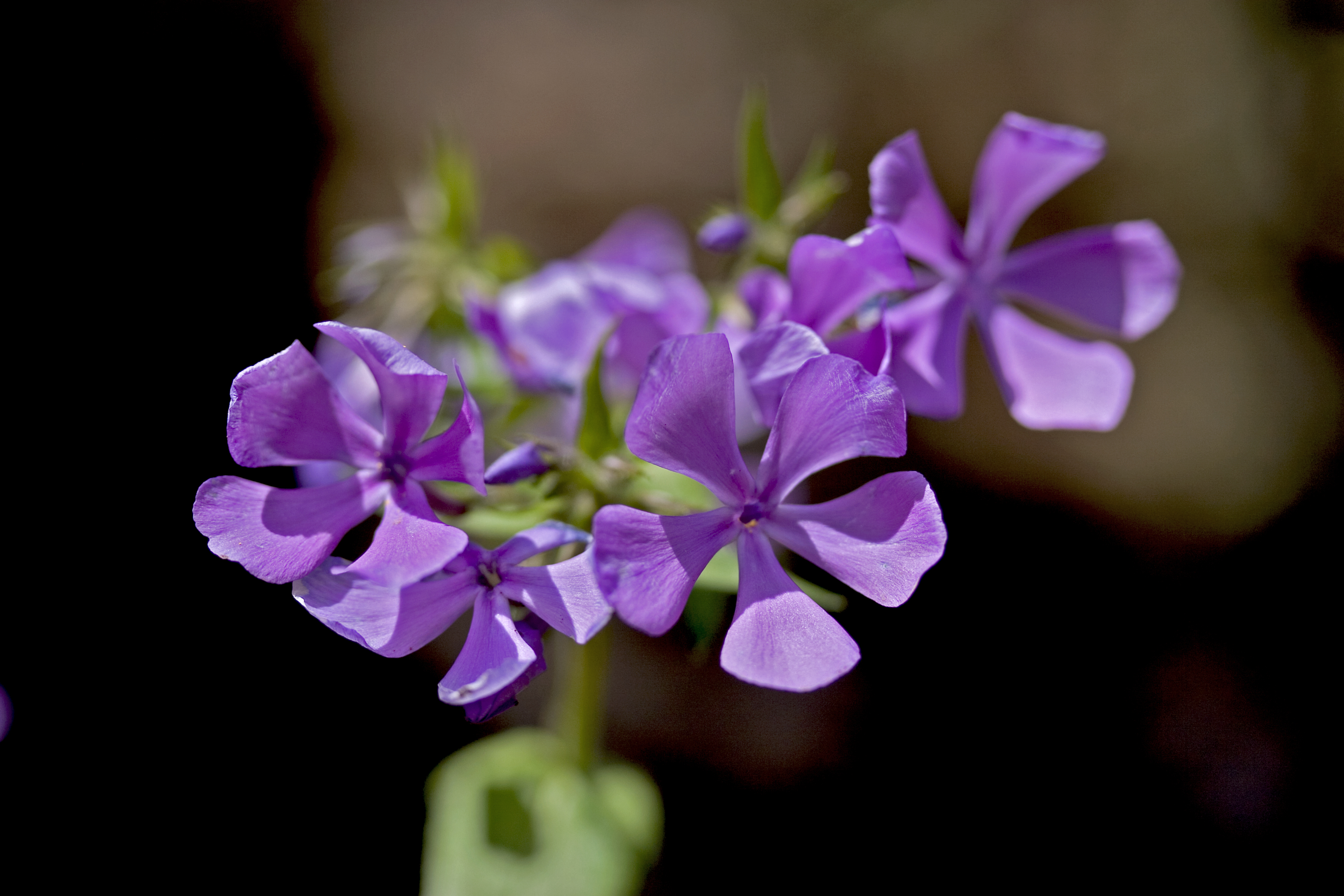 Wild Sweet William (Phlox Maculata)