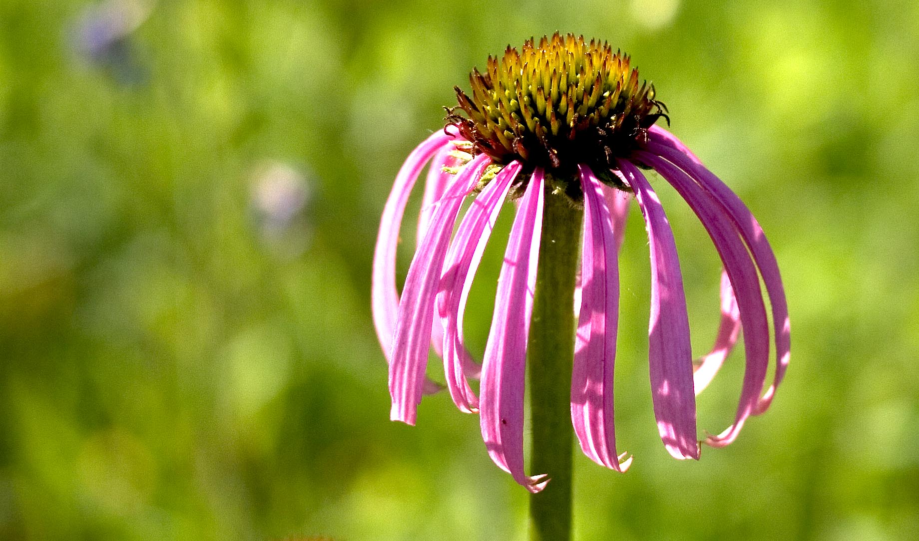 Glade Coneflower