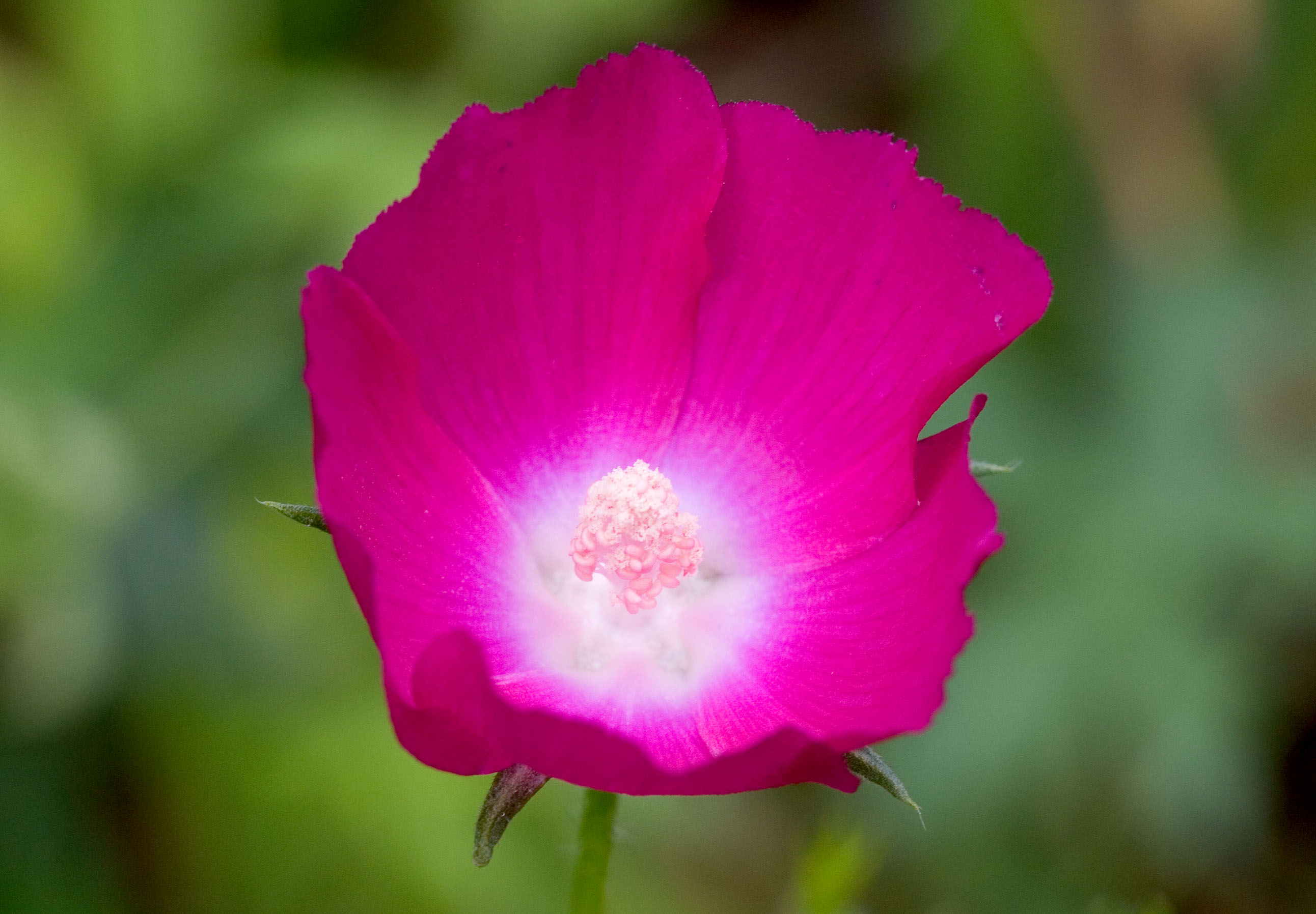 Fringed Poppy Mallow