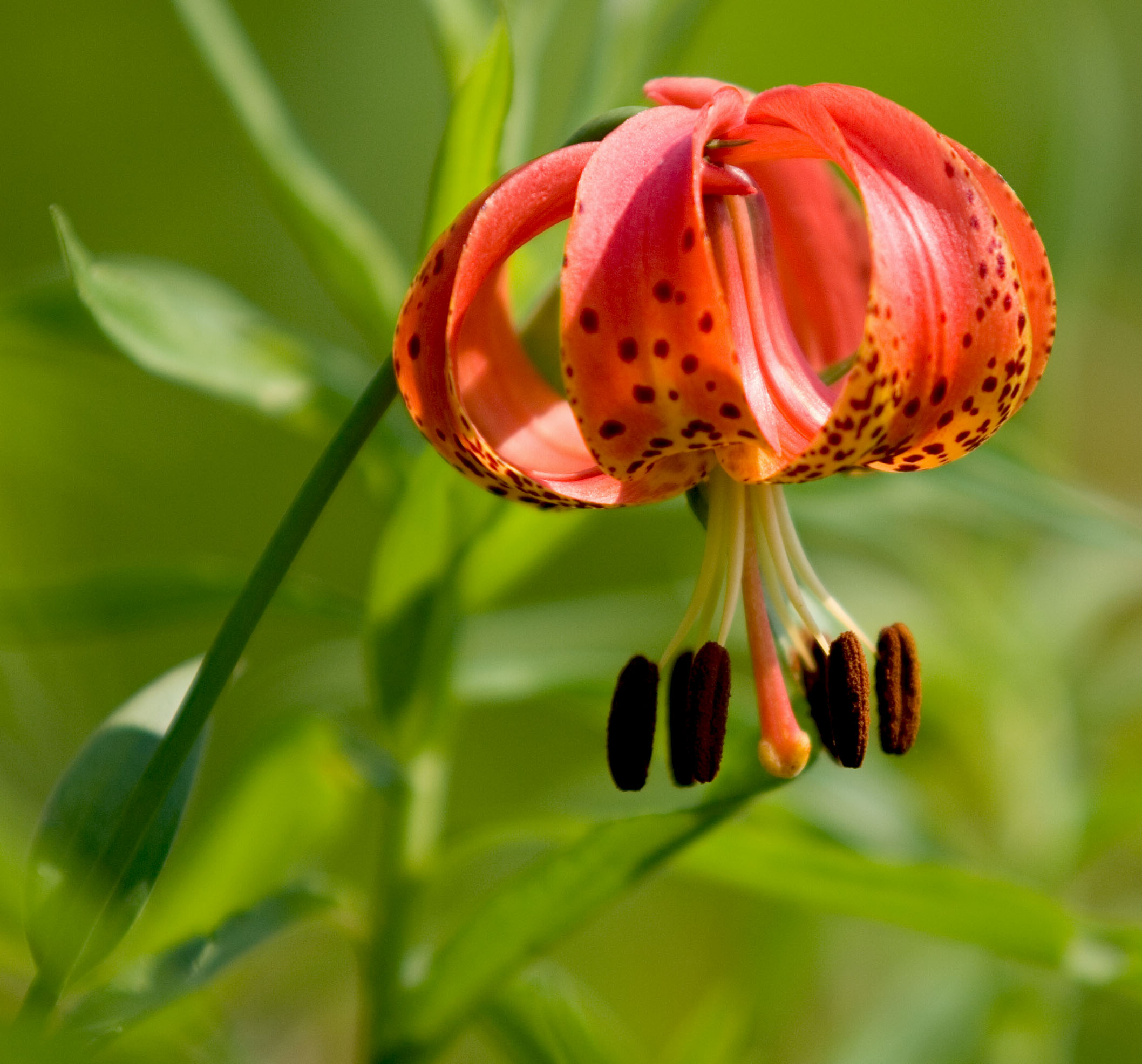 Michigan Lily