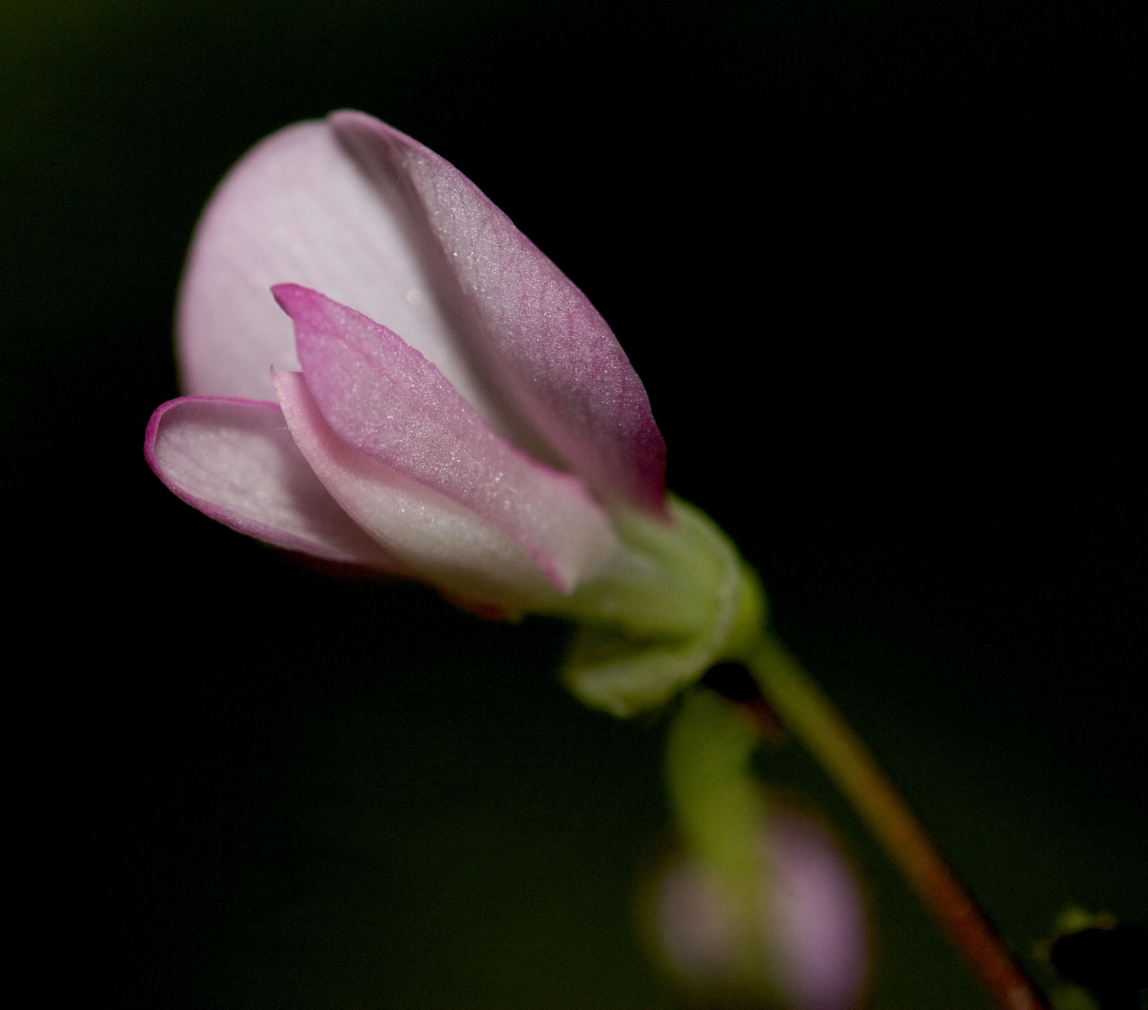 Desmodium species