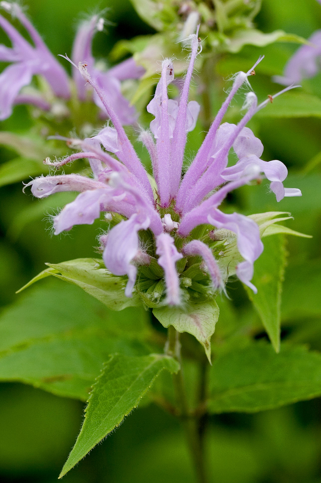 Wild Bergamot