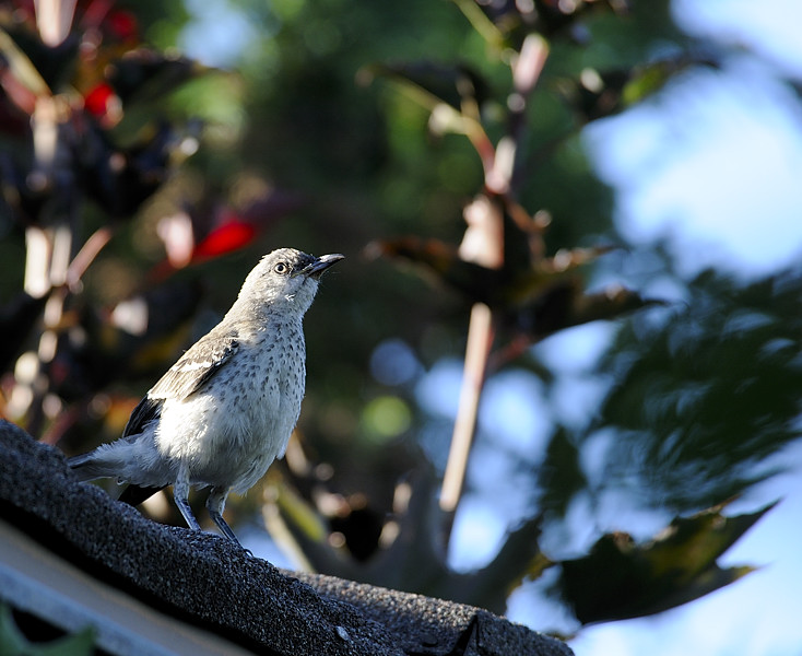 A Northern Mockingbird