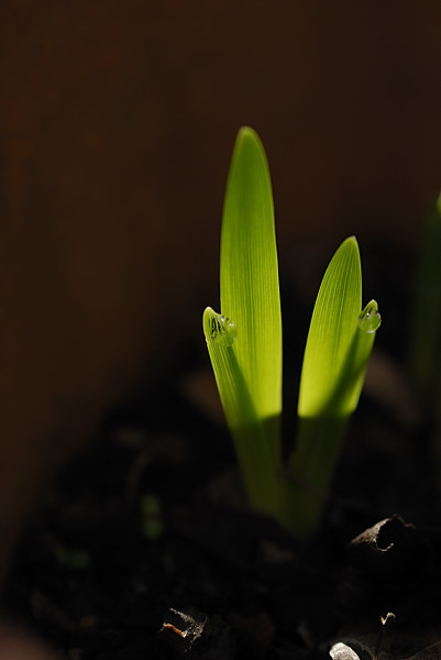 Sprouting Sparaxis Tricolor