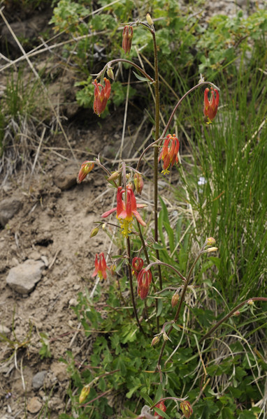 Columbines