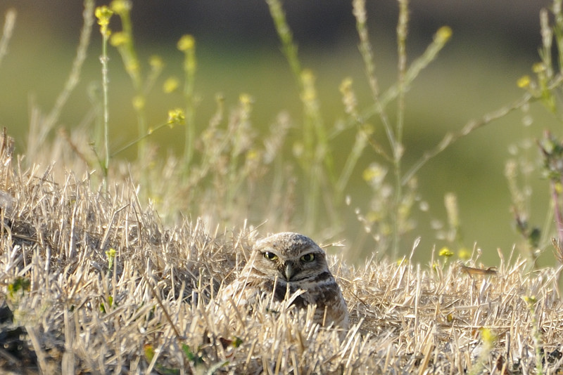 Burrowing Owl