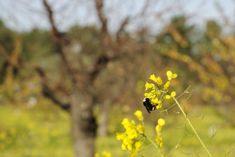A Busy Bee