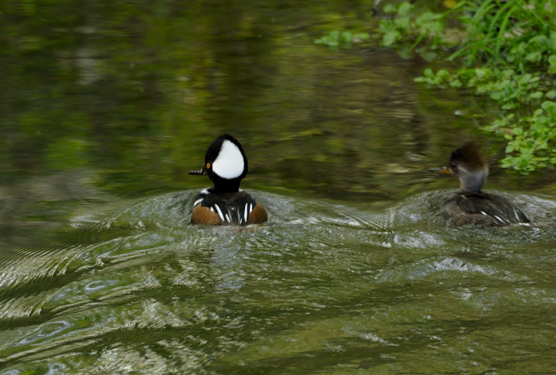 Hooded Merganser