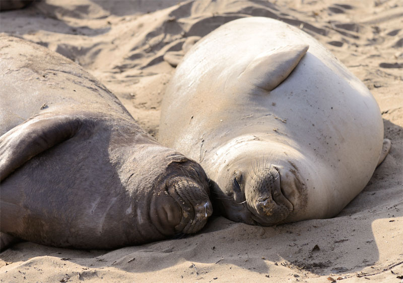 Sleeping Beauties?