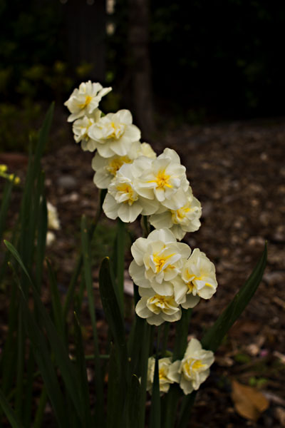 Cheerfulness Daffodils