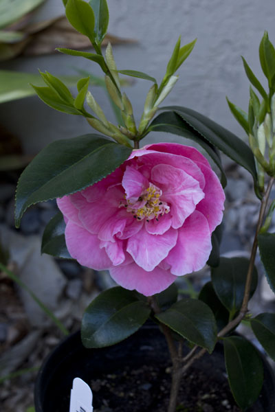Camellia Japonica Hana Fuki
