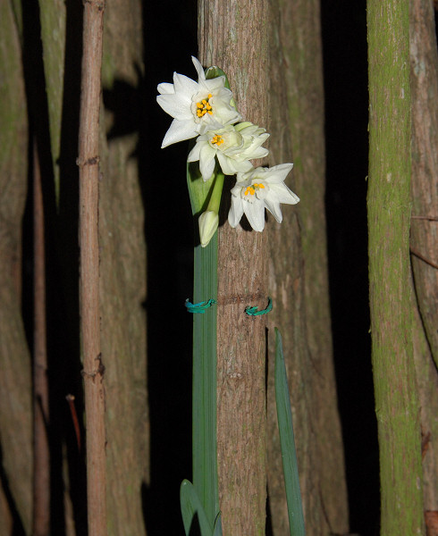 The Paperwhites blossoming