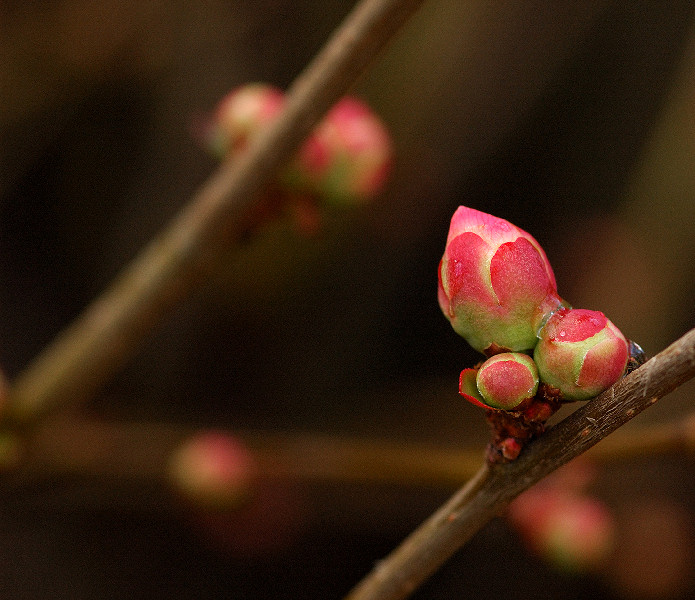 Budding Quince