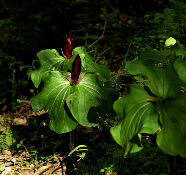 Giant Trilliums