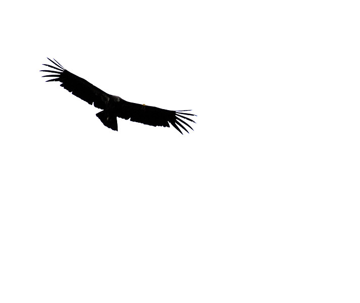 Juvenile California Condor