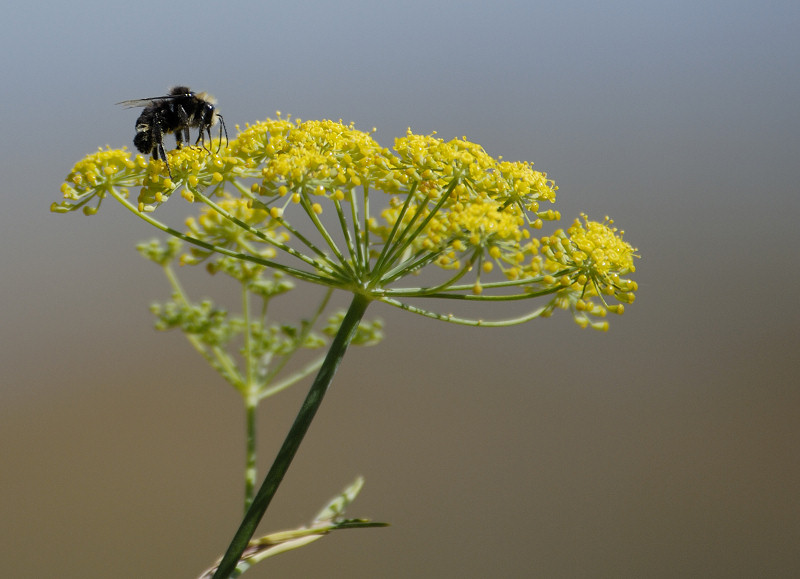 Carpenter Bee