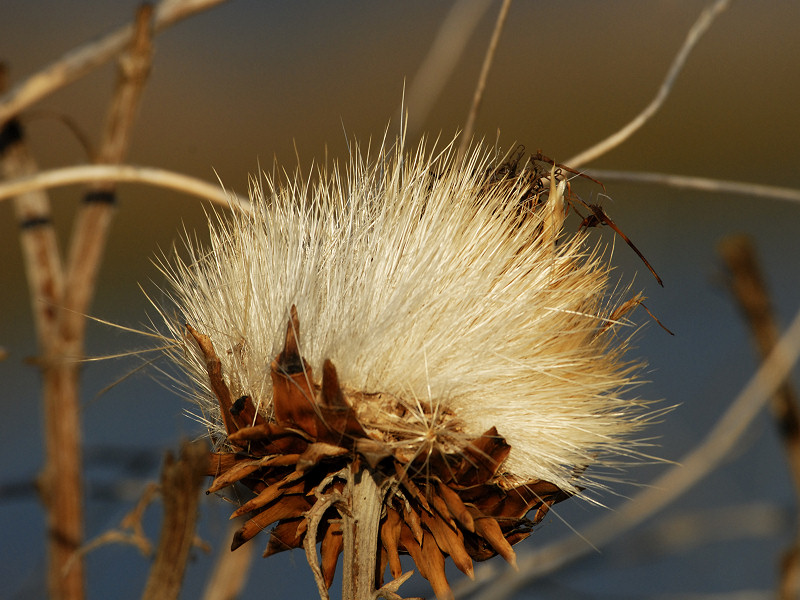 Brown Thistle