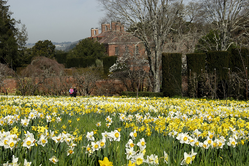 Daffodil Meadow at Filoli Gardens