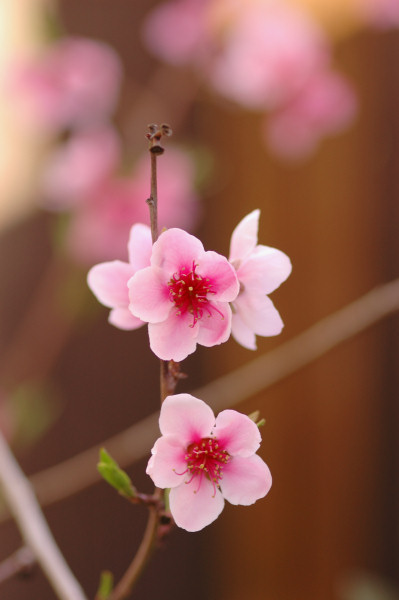 More Spring Flowers