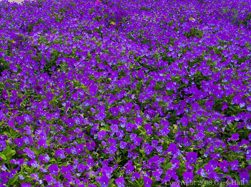CS4 adding more purple flowers