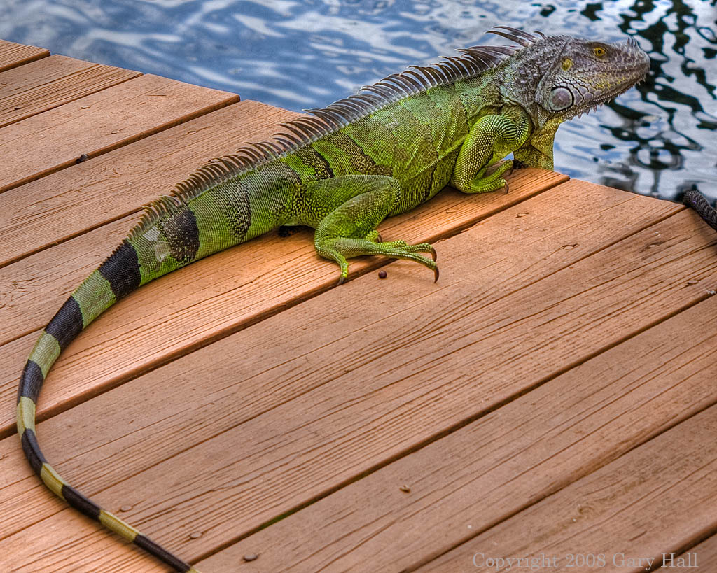 HDR lizard