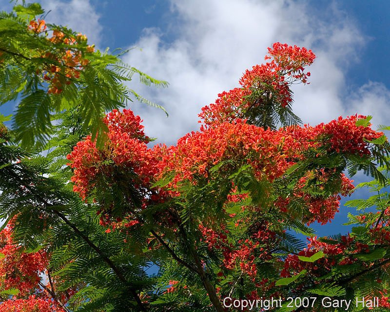 Royal Poinciana2007 (Ft. Lauderdale)